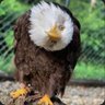 🅿️_Jeriah Auburn_🦚 profil fotoğrafı