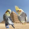 Profilbild von オカメとエジプト生活