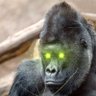 Profilbild von Tony Silverback