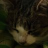 Гендальф's profile picture