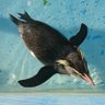 コシヒカリ profil fotoğrafı