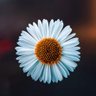 Ramesh Bharath profil fotoğrafı