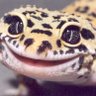 spaceageGecko's profile picture