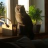 Slyzart profil fotoğrafı