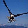Profilbild von 自由之鷹🦅🦅
