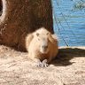 Profilbild von Capivara Democrática 🇧🇷