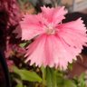 花の言の葉 的头像