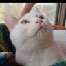 tetsu's profile picture
