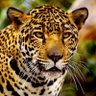 Фото профиля JaguarParamillo
