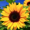 Profilbild von Laram2🌻🖤💙
