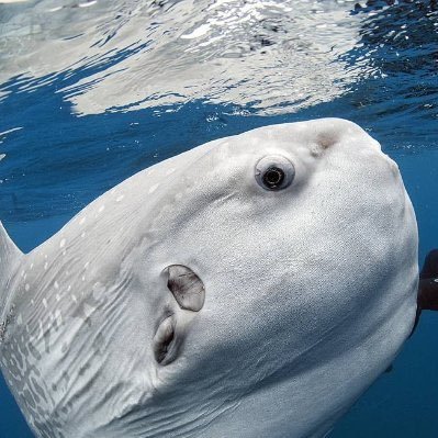 biologia_braba's profile picture