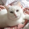 shiratamaru's profile picture