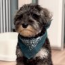 Profilbild von こんぶ🐶