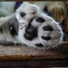 Hemingway🐾's profile picture