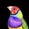 Finch 的头像