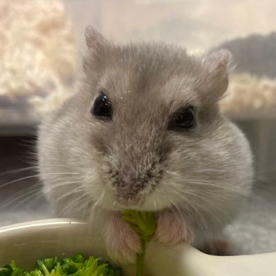 ぴよこ's profile picture