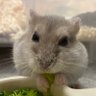 Profilbild von ぴよこ