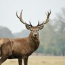 Le Cerf Pèlerin's profile picture