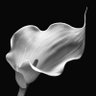 Фото профиля white flower