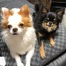 珀(ハク)'s profile picture