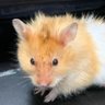 Cindyou's profile picture