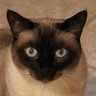 GA jet 57's profile picture