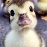 duckgirl profil fotoğrafı