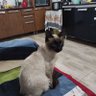 Profilbild von cara preta