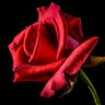 Фото профиля Rosie