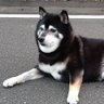 黒柴小太郎's profile picture