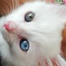 Zull's profile picture