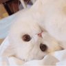 三三's profile picture