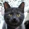 John Wu's profile picture