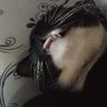 Wua profil fotoğrafı