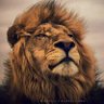 عبدالمجيد's profile picture