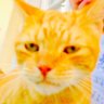 Zio the Cat 的头像