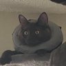 Neon Feathers's profile picture