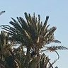 روابي's profile picture