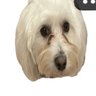 @cocoisbatshitcrazy's profile picture