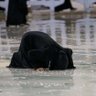 حسبي الله ونعم الوكيل في عبدالعزيز أحمد بغلف 的头像