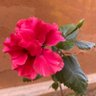 الحاضر الجميل profil fotoğrafı