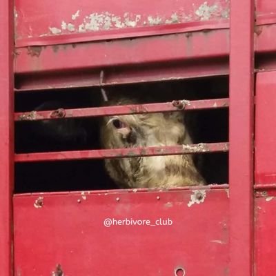 Herbiⓥore's profile picture