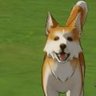 Фото профиля Naomasa O Amante de shibas