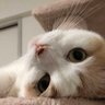 にゃんこのおかん profil fotoğrafı