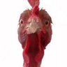 Galo de ratanabá's profile picture