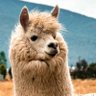 llama's profile picture
