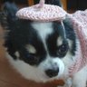 We love chihuahuas🐶🥰✨ profil fotoğrafı