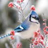 Profilbild von Winter bird