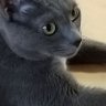 ãªã«ãã's profile picture