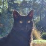 TheLapisFreak 🐀🐈‍⬛️🎃's profile picture